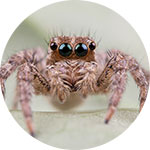 Anasayfa - Yalova Böcek İlaçlama