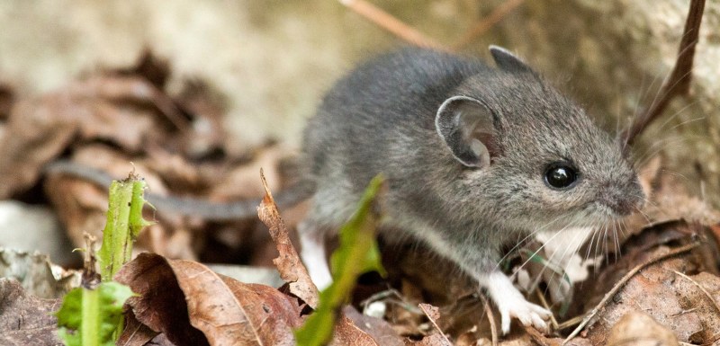 Fare İlaçlama - Yalova Böcek İlaçlama