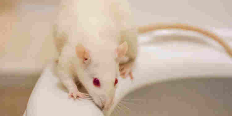 Klozetten Fare Çıkar Mı? 2022