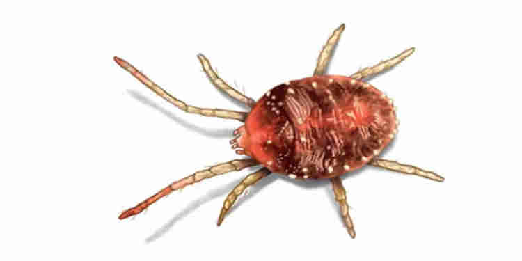 Kuş Akarı İlaçlaması Nasıl Yapılır? 2022